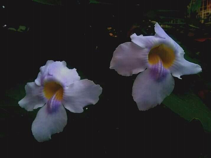 Panchase Orchid